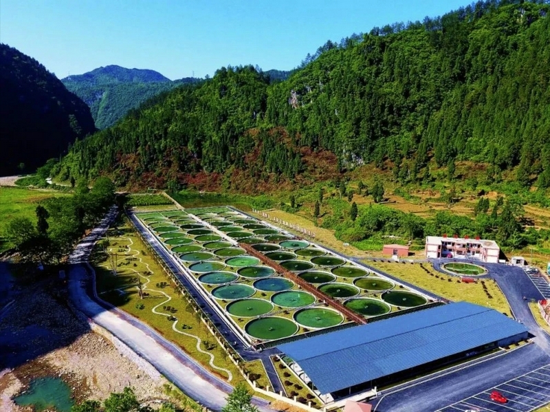 江口縣生態(tài)茶園。