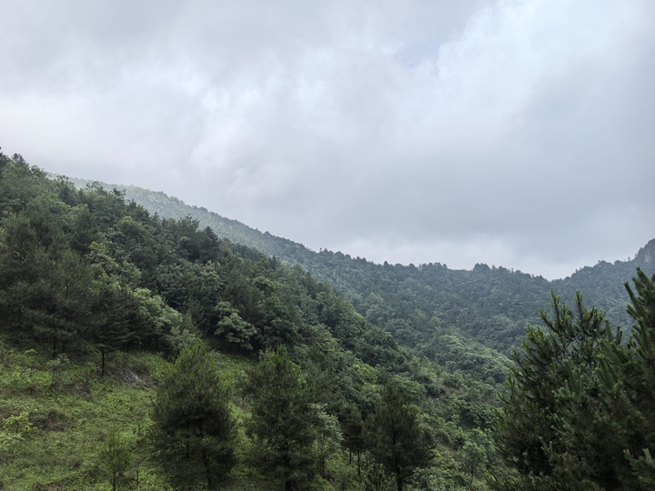 荒山變綠林..jpg