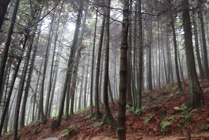 荒山變綠林。.JPG