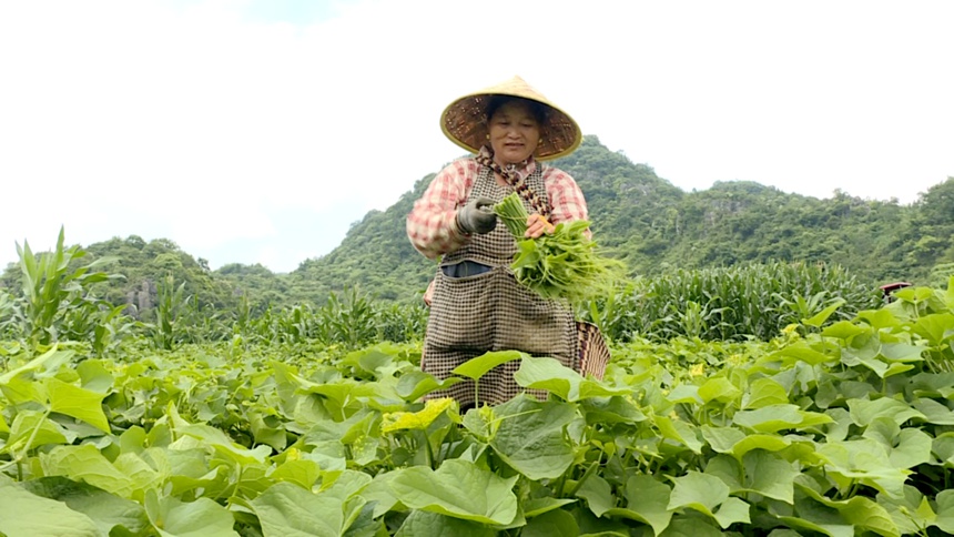 圖為村民正在掐采佛手瓜尖。