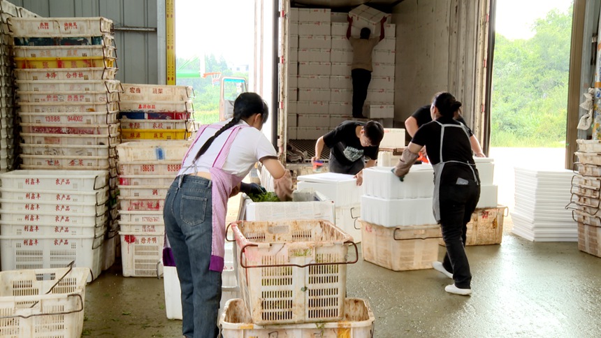 3 圖為冷鏈物流中心里，工人們正圍著剛運到的佛手瓜尖進行分揀、裝箱和搬運