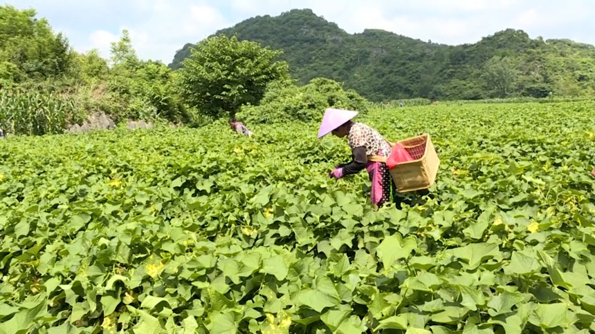 圖為村民正在掐采瓜尖。