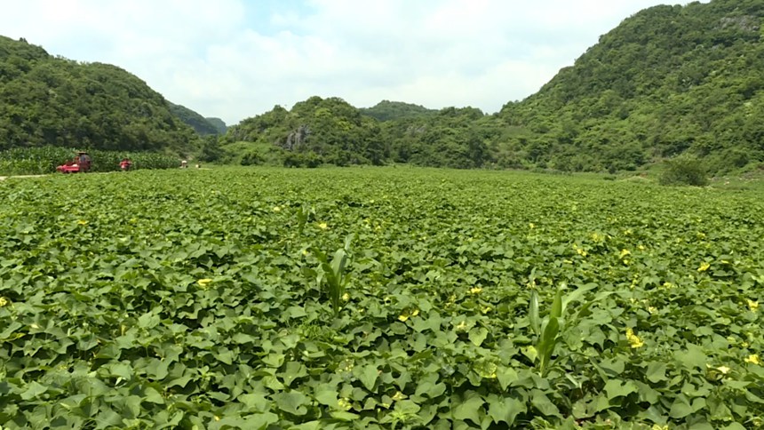 圖為長勢茂密的佛手瓜尖。