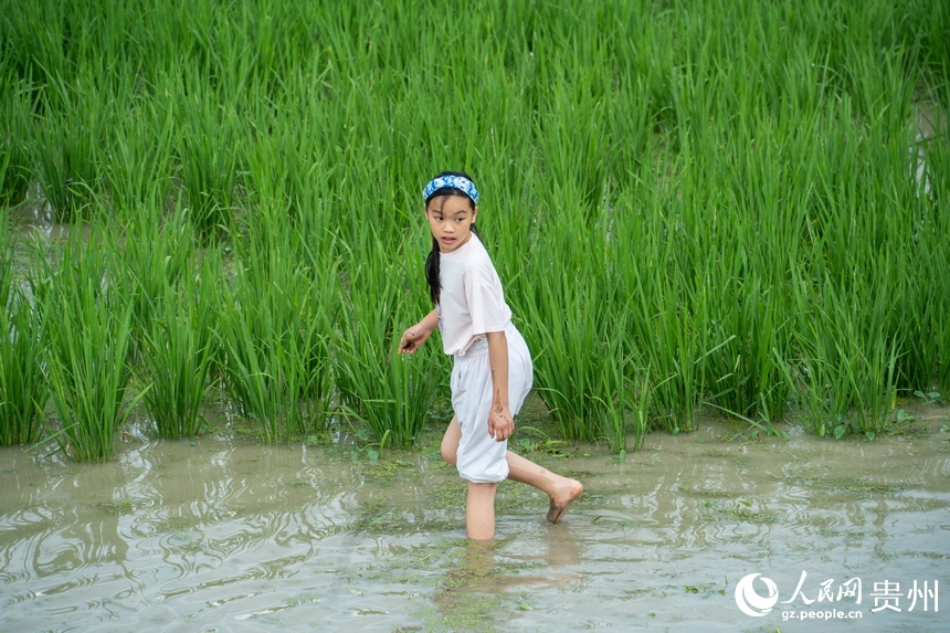 小朋友在梯田里體驗(yàn)抓魚(yú)。人民網(wǎng) 陽(yáng)茜攝