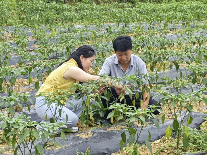 石阡縣花橋鎮(zhèn)農(nóng)技干部梁世玉正在指導(dǎo)種植大戶魯廷林開展辣椒管護(hù)。.jpg