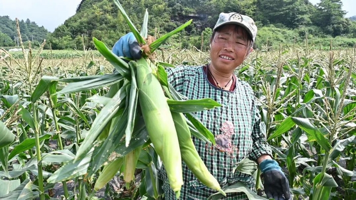成熟的玉米.jpg